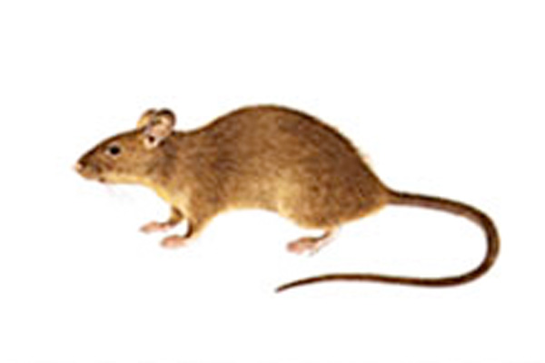 ネズミ辞典 Shimada